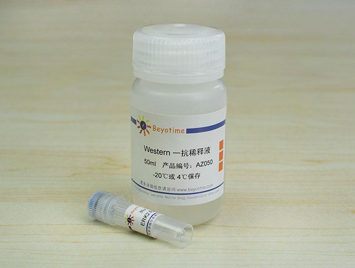 ERK2 Rabbit Polyclonal Antibody